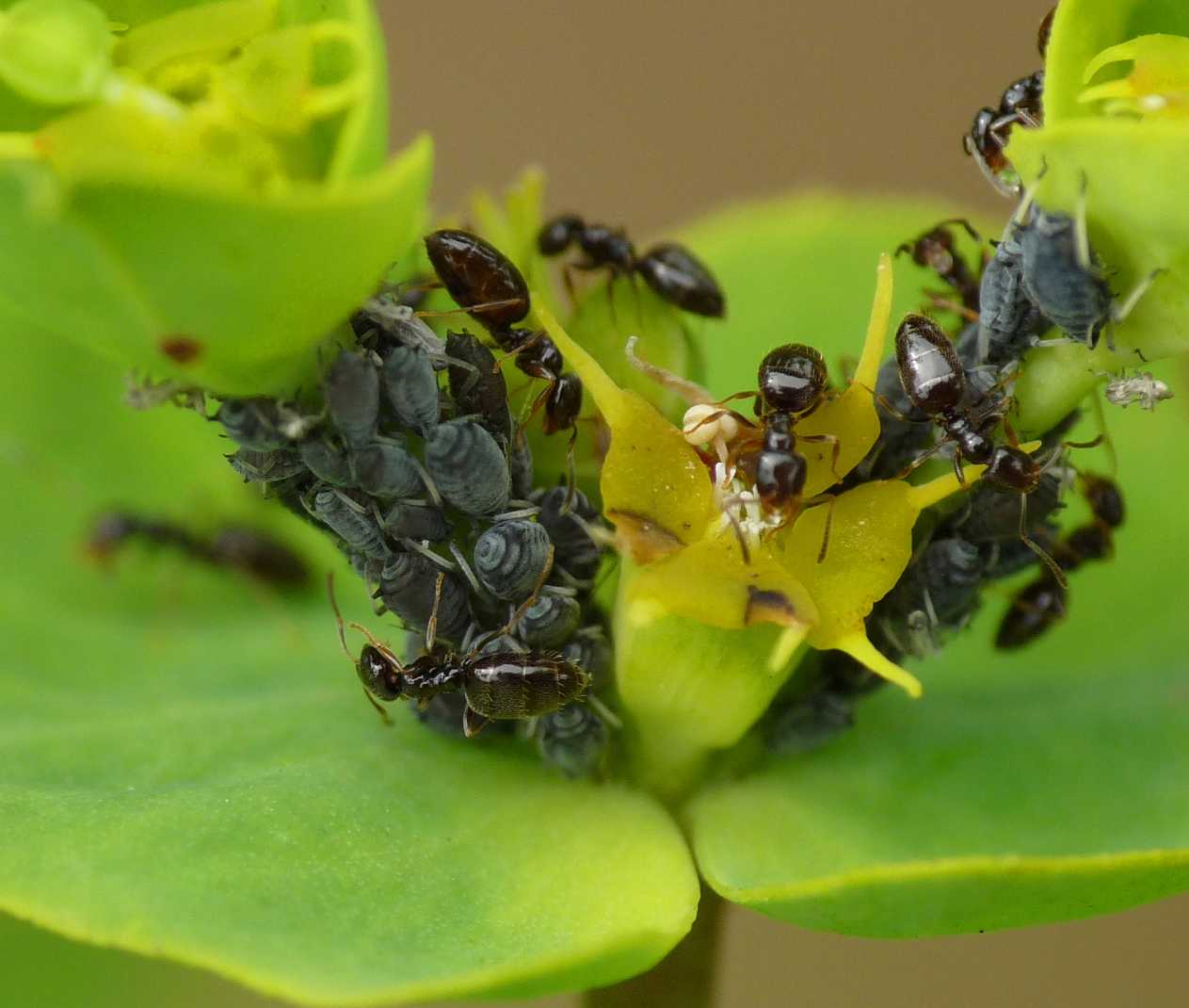 Plagiolepis sp. (Formicidae)